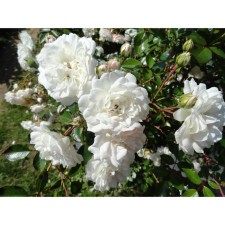 Seedling rose Parkovaya 