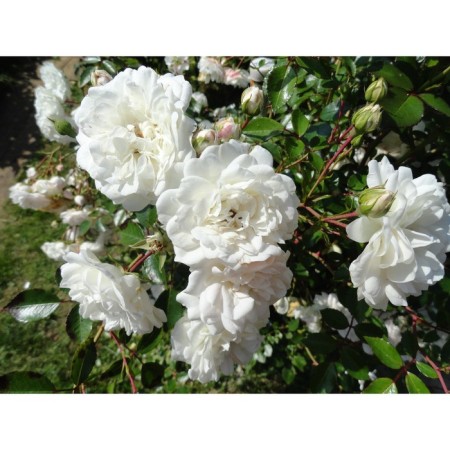 Seedling rose Parkovaya "Schneevittkhen", tube, 1 pc, spring 2025
