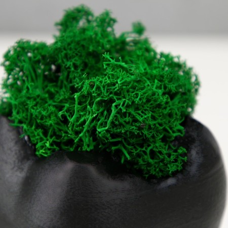 Concrete Kashpo "tooth" with moss black 7.5x6.5x9.5 cm (moss green stabilized)-5