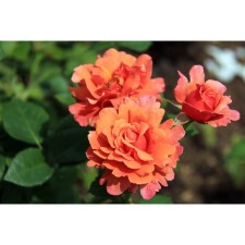 Seedling Rosa Haknes Floribunda 