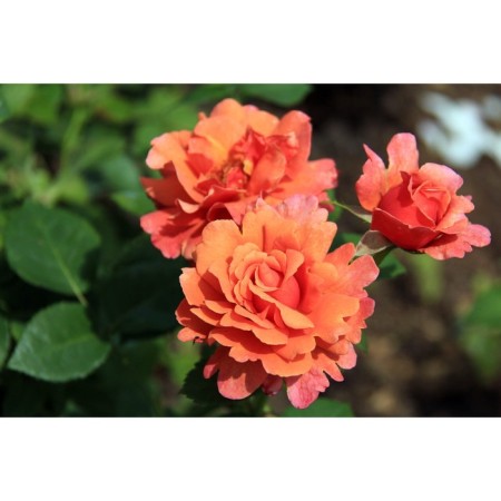 Seedling Rosa Haknes Floribunda "Esi DEES IT", tube, 1 pc, spring 2025