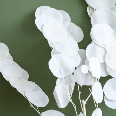 Sukhotzet of peach wood, 50 g, length - 70 cm, white color-1