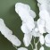 Sukhotzet of peach wood, 50 g, length - 70 cm, white color