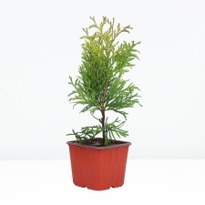 Thuja western Golden Globe, P9, 1pc, h 3-20 cm, spring 2024