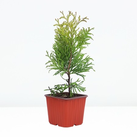Thuja western Golden Globe, P9, 1pc, h 3-20 cm, spring 2024