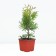 Thuja western Golden Globe, P9, 1pc, h 3-20 cm, spring 2024