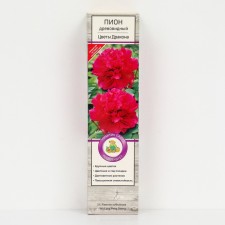 Pion tree peony (vaccinated on grassy) 