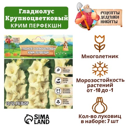 Gladiolus large-flowered "CRIM PERCOND", rr 8/10, 7 pcs,