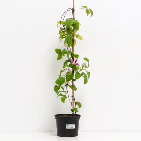 Clematis large-flowered Hoshi-and-Flamenko, C2 pot, N20-40 height, 1 pc, summer 2024-1