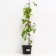 Clematis large-flowered Hoshi-and-Flamenko, C2 pot, N20-40 height, 1 pc, summer 2024