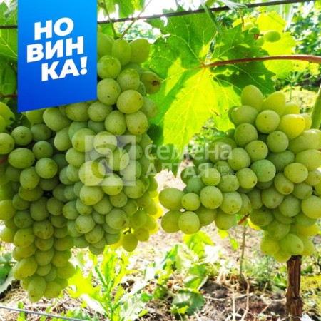 Very early grapes (95-105 days) gold