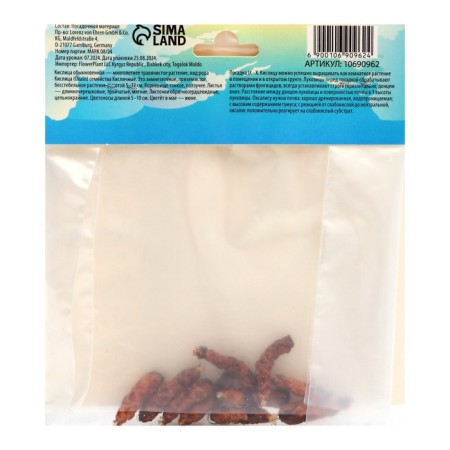 Kislitsa (oxalis) regneella, rr l, 10 pcs, autumn 2024-1
