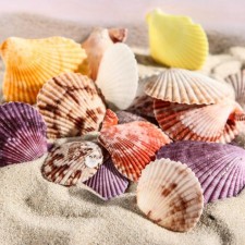 Set of shells Pecten Vequilum medium, 4 - 6 cm, 100 g