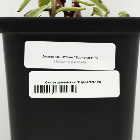 Cleaning Kamchatka "Variegata", P9 pot (readiness June), 1 pc, spring 2024-3