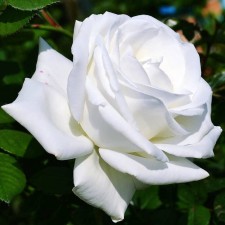 Seedling rose 