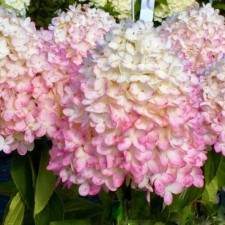 Саженец Гортензия "pan. Magical Sweet Summer", Горшок P9, Лето 2024