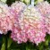 Sahenian Hydrangea "Pan. Magical Sweet Summer", P9 pot, summer 2024