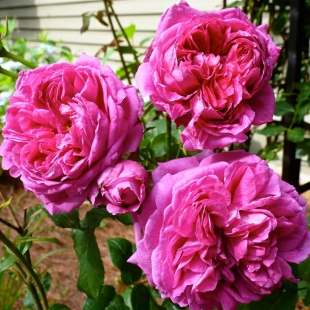 Sahenian Rosa "Young Lucidas", Tuba, Spring 2025