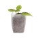 Packages for seedlings, 250 ml, 10 × 12 cm, in a set of 100 pcs.