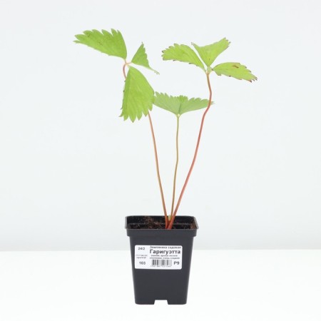 Strawberries Garden Gargouette, P9 Pot, 1 pc, summer 2024-2