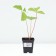 Strawberries Garden Gargouette, P9 Pot, 1 pc, summer 2024