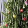 Smart garland "Horse tail" 10 threads of 1.5 m dew, IP20, silver thread, 150 LED, remote control, application, glow RGB, USB