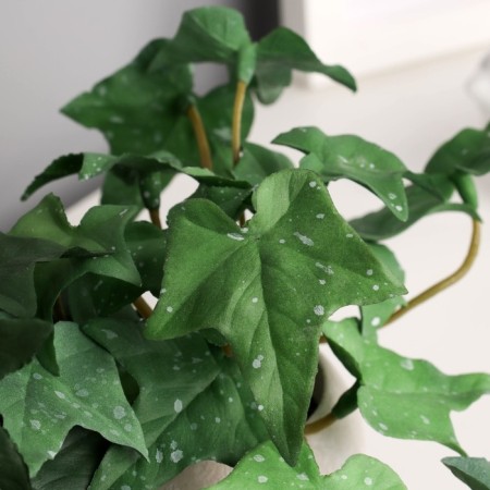 Bonsai in the pot "ivy indoor elite" (soft sheet) double, 12x14 cm-1