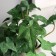 Bonsai in the pot "ivy indoor elite" (soft sheet) double, 12x14 cm