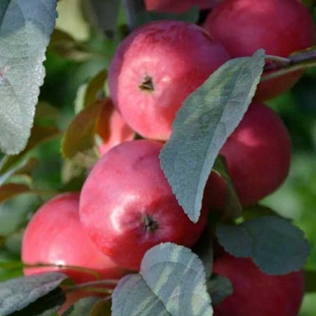 Seedling apple tree colony chervonets, pot 2l., Summer 2024