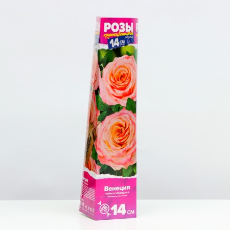 Rosa seedling Venice series "Premium", 1 pc, spring 2024