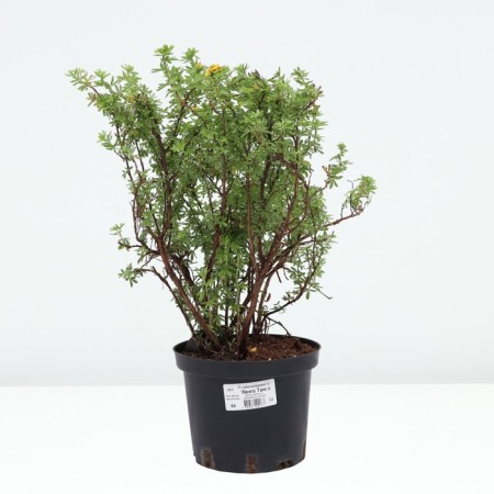 Lapceta shrub mango tango, C2 pot, 1 pc, summer 2024-2