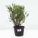 Lapceta shrub mango tango, C2 pot, 1 pc, summer 2024