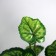Bonsai "Alocasia Extra" 8x26 cm, green