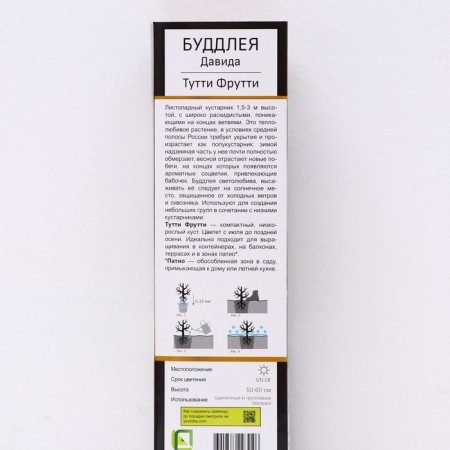 Buddlaya David Patio Lux "Tutti Futty", 1 pc, tube, spring 2025-1