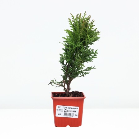 Thuja western "Danika", P9, 1pc, h 3-20 cm, spring 2024-1