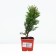 Thuja western "Danika", P9, 1pc, h 3-20 cm, spring 2024