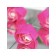Soap roses, three -color, set of 3 pcs.