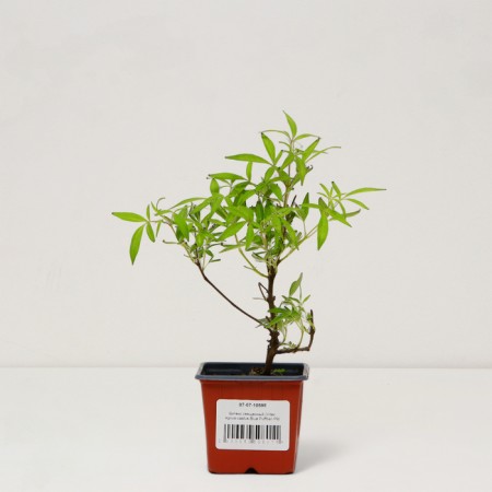 Safe Vitex Sacred "Blue Puffball", P9 pot, summer 2024-2