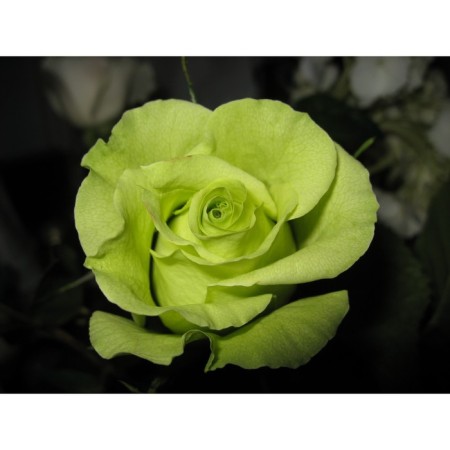 Rose Zhada, Spring 2024, 1 pc.