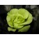 Rose Zhada, Spring 2024, 1 pc.