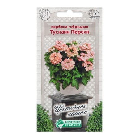 Verbena flowers hybrid "Tuskani Persik", 8 pcs
