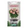 Verbena flowers hybrid "Tuskani Persik", 8 pcs
