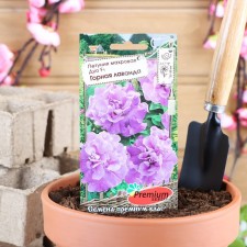 Flowers of petunias Taurus 