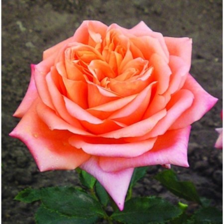 Rosa seedling seduction Spring 2024, 1 pc.