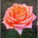 Rosa seedling seduction Spring 2024, 1 pc.