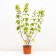 Hydrangea blizzard Majikal Kilimanjaro, C3 pot, H10-50 height, 1 pc, summer 2024