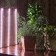 Lamp for plants LED linear, 600 mm Uniel, 90 W, LED, IP65, Color transparent