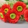 Bouquet "Matricaria with Fern" 32 cm, mix