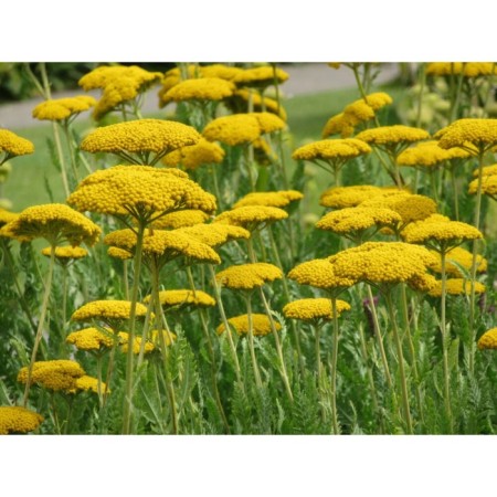 Yarrow Tavolgovy "Golden Clothes", Pot C3, 1 pc, Spring 2024
