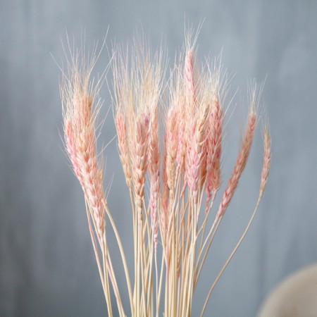 Dry Colossus of wheat, set 50 pcs., Pink color-1